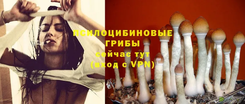 Галлюциногенные грибы Psilocybe  Байкальск 